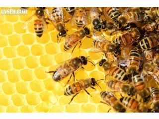 Продаются пчелосемьи, недорого. Продам бджіл недорого.
